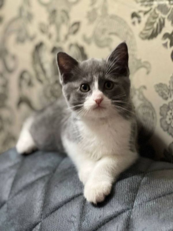 кошка пародия скотч страйт кошка пародия скотч страйт