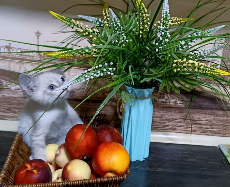 Продам сиамских котят