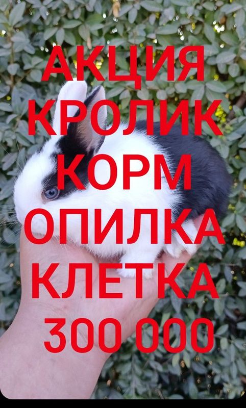 Дикаративный карликовый кролики