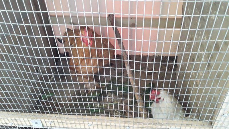 Salom Men tovuq katak sotayapman tovuqlari bilan Salom Men tovuq katak sotayapman tovuqlari bilan