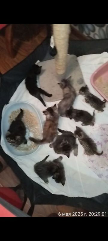 Кошки котята бесплатно Кошки котята бесплатно