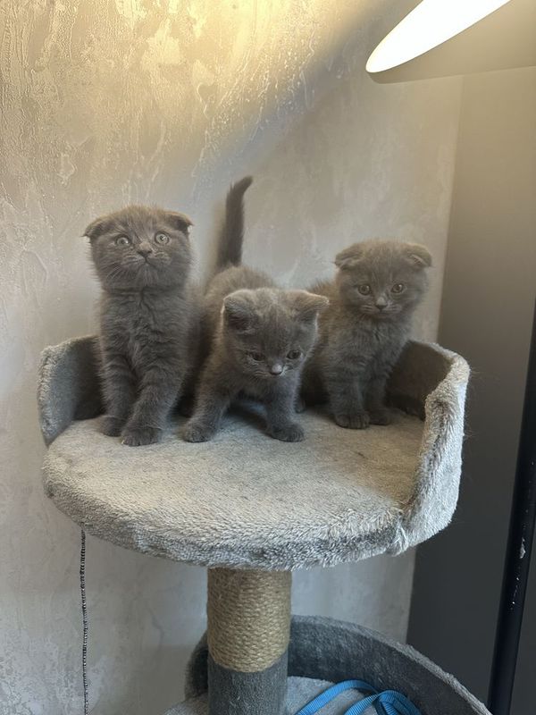 Котята британские Котята британские