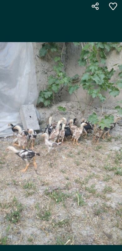 Прадаюца куры куланги Прадаюца куры куланги