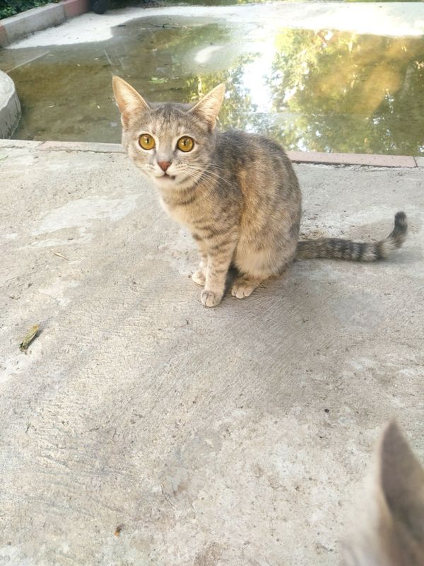 Кошку в добрые руки Кошку в добрые руки