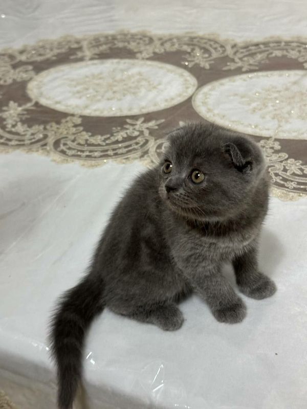 скотиш фолд угил бола скотиш фолд угил бола