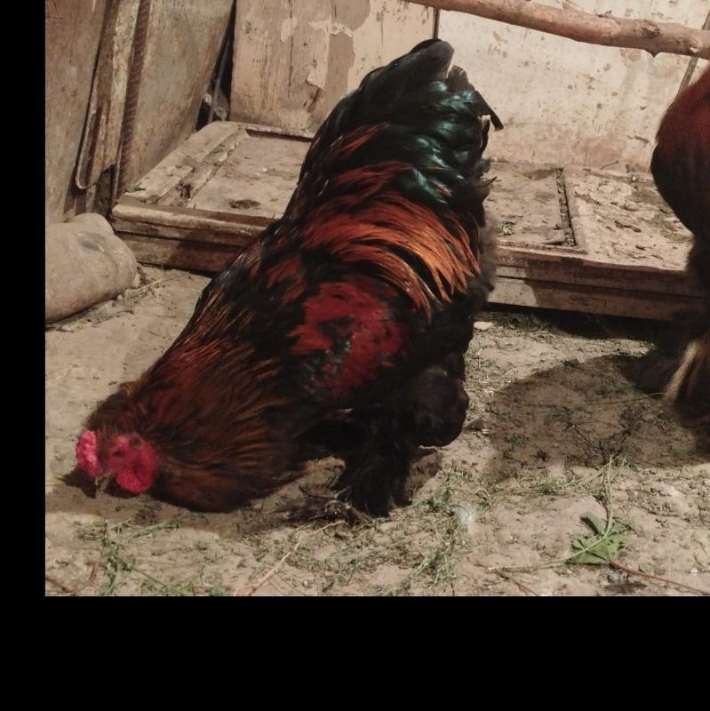 Xoroz va tovuqla brama Xoroz va tovuqla brama