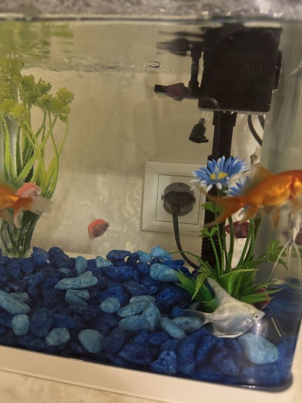 AKVARIUM Baliqlari bilan Srochna SOTILADI AKVARIUM Baliqlari bilan Srochna SOTILADI