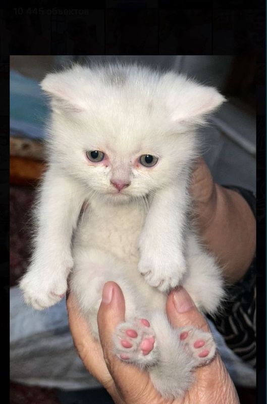 Скоттиш Страйт котенок Скоттиш Страйт котенок