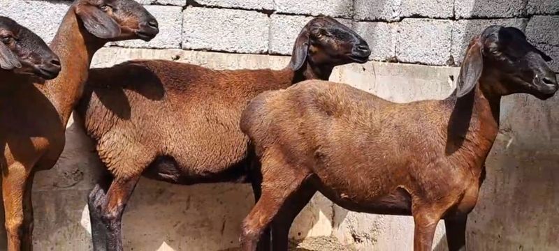Совлиқ қўйлар сртилади Совлиқ қўйлар сртилади