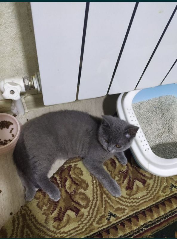 Sotiladi. 50$ skotish stray Sotiladi. 50$ skotish stray