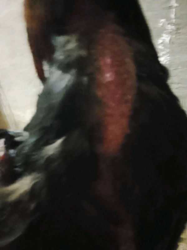 dakan xoʻroz sotiladi