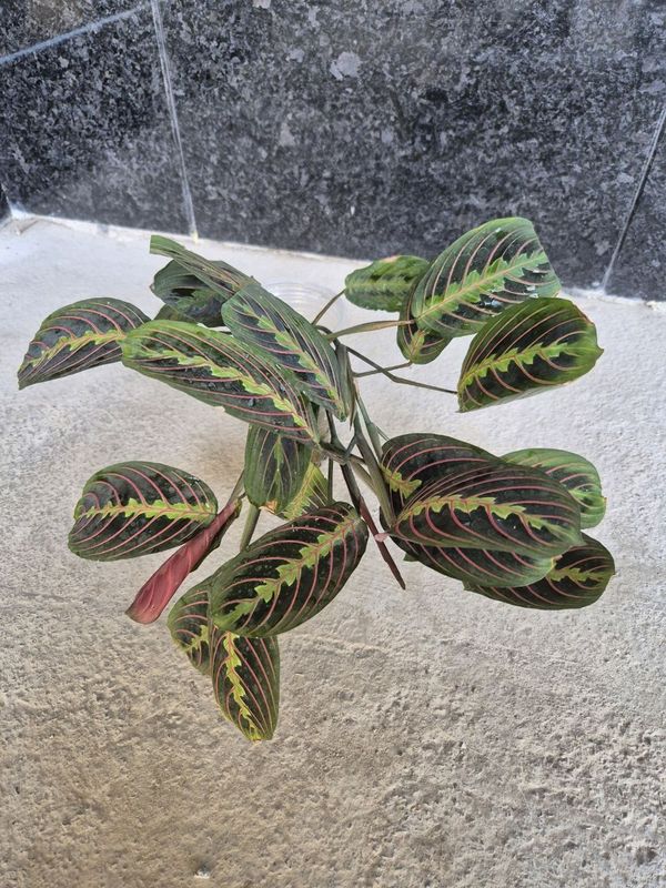 Maranta Leuconeura arzon narxda Maranta Leuconeura arzon narxda