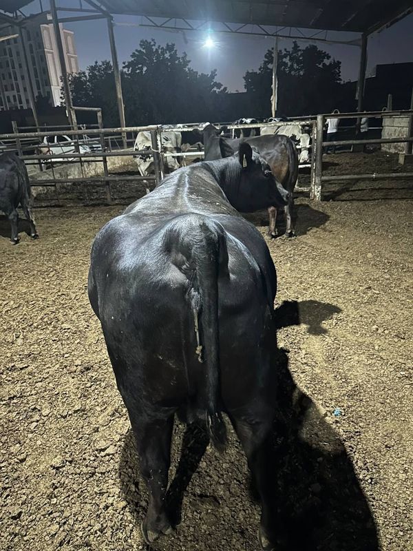 Amerikaniski Aberdin Angus