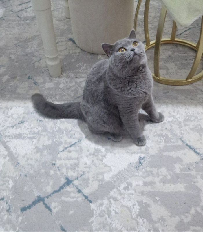 Кошка мушук британка Кошка мушук британка