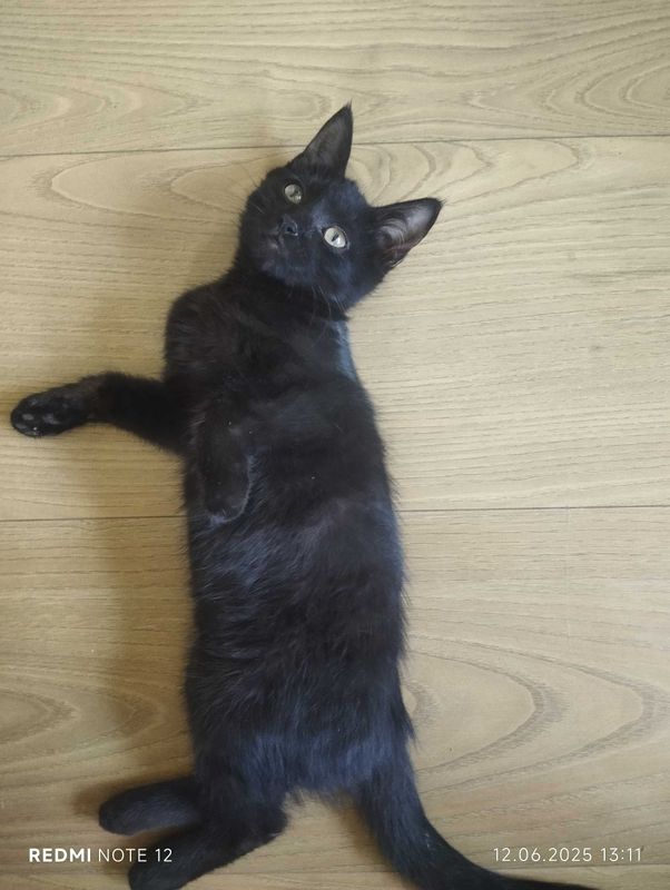 Отдам черного котёнка Отдам черного котёнка