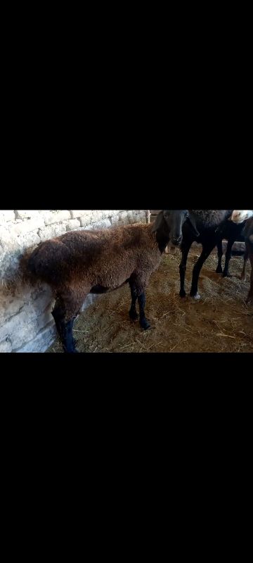 Xisori qozi sovliq 6 oyli + bog'oz bolishi munkun Xisori qozi sovliq 6 oyli + bog'oz bolishi munkun