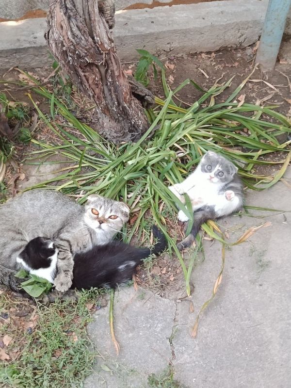 Срочно продаются котята скотиш фолд Срочно продаются котята скотиш фолд