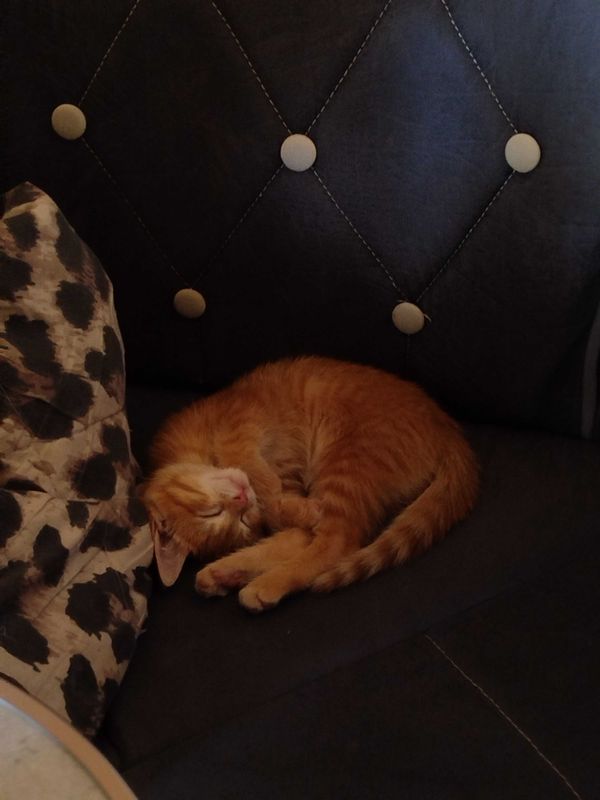 Котёнок в добрые руки Котёнок в добрые руки