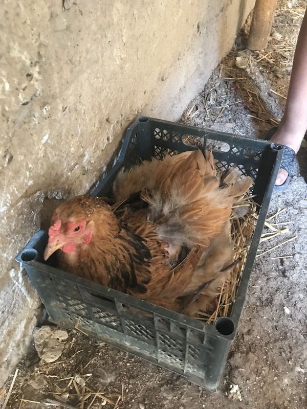 Brama kurk tovuq Brama kurk tovuq