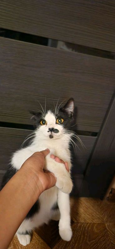 Mushuk