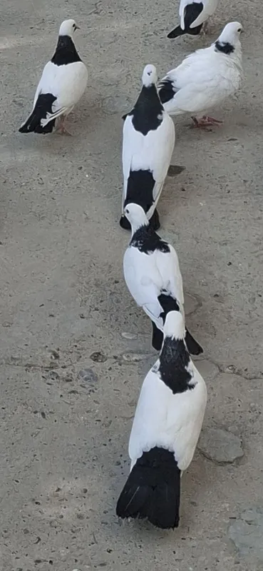 Kaftarlar sotiladi Kaftarlar sotiladi