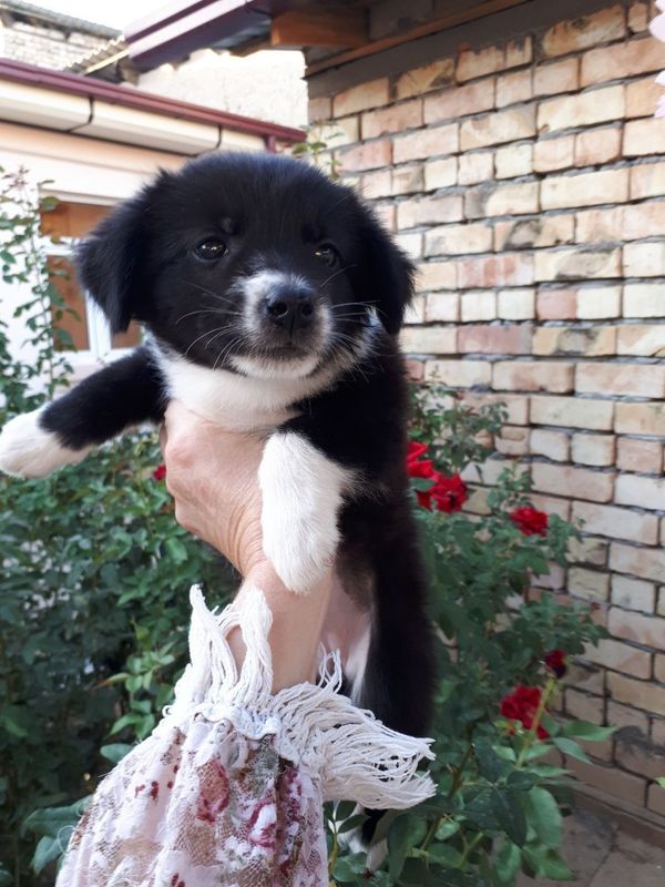 Отдадим собачек бесплатно