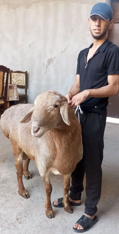 Qoʻchqor sotiladi