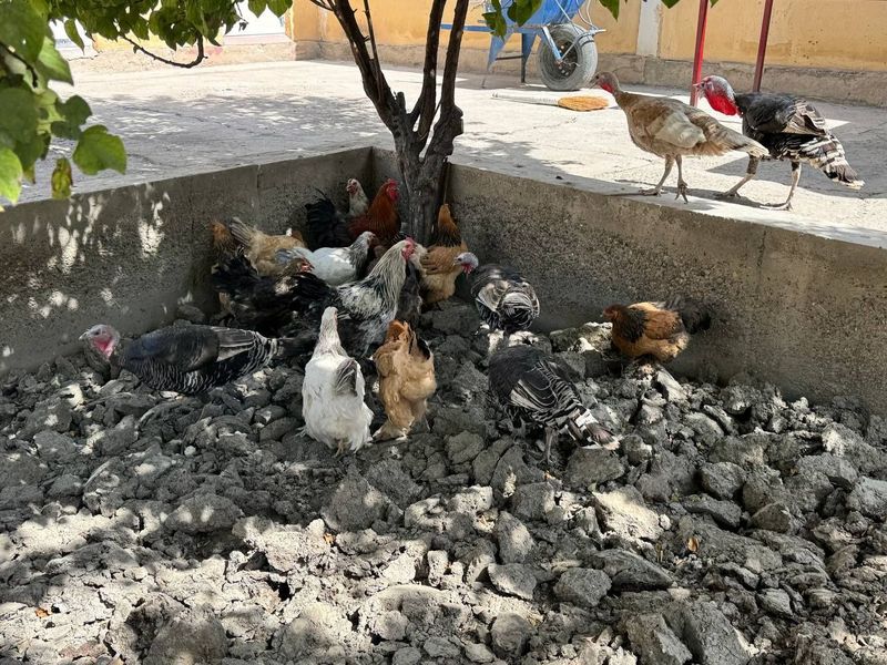 Брама товуклар ва куркалар сотилади Брама товуклар ва куркалар сотилади