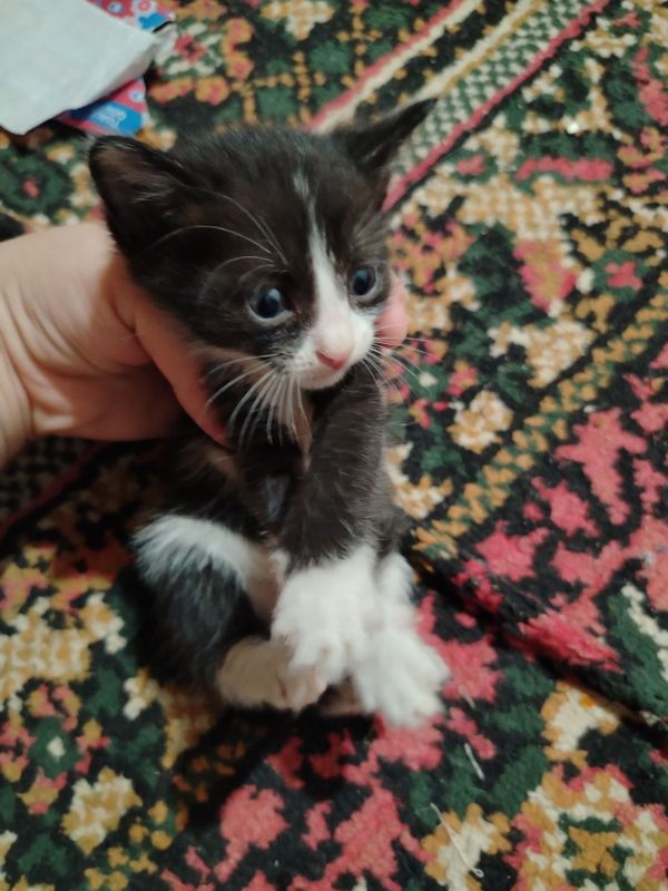 Eki kittay qara pishiq Eki kittay qara pishiq