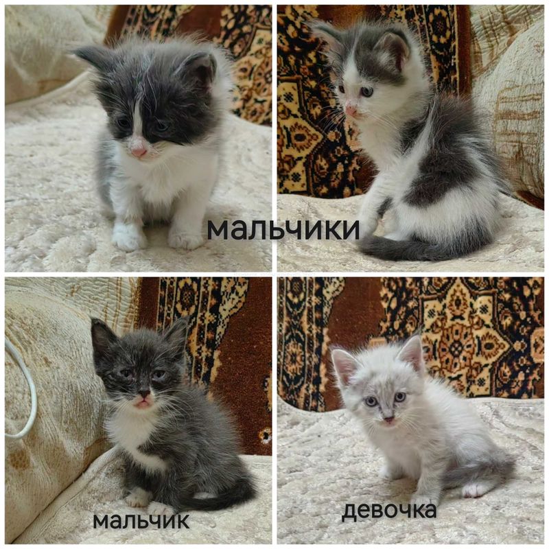 Отдам котят в добрые руки Отдам котят в добрые руки