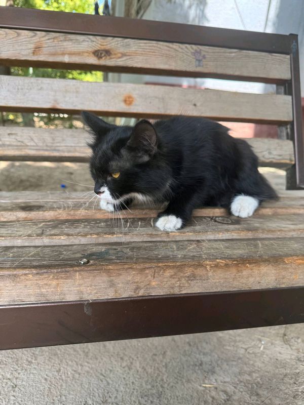 котёнок котёнок