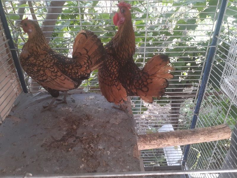 Yaponka troyka sibray zalatoy Yaponka troyka sibray zalatoy
