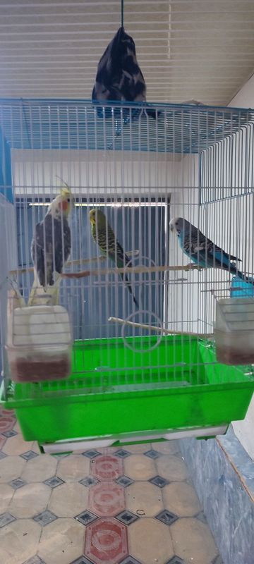 Qushlar sotiladi Qushlar sotiladi