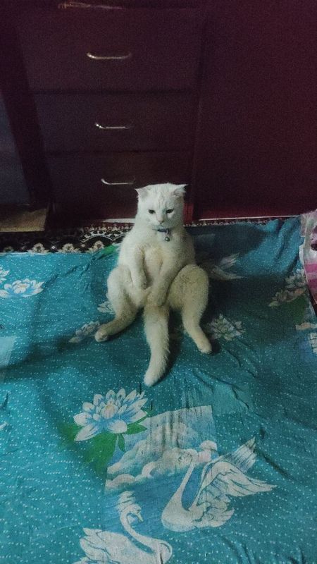 Отдам КОТА в добрые руки Отдам КОТА в добрые руки
