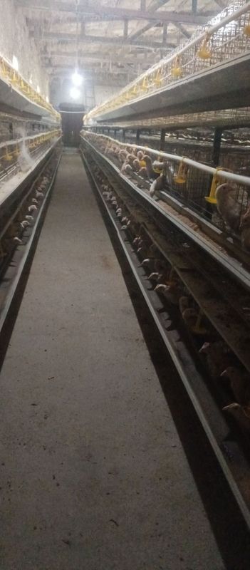 Loman sendi zotli tovuqlar sotiladi Loman sendi zotli tovuqlar sotiladi