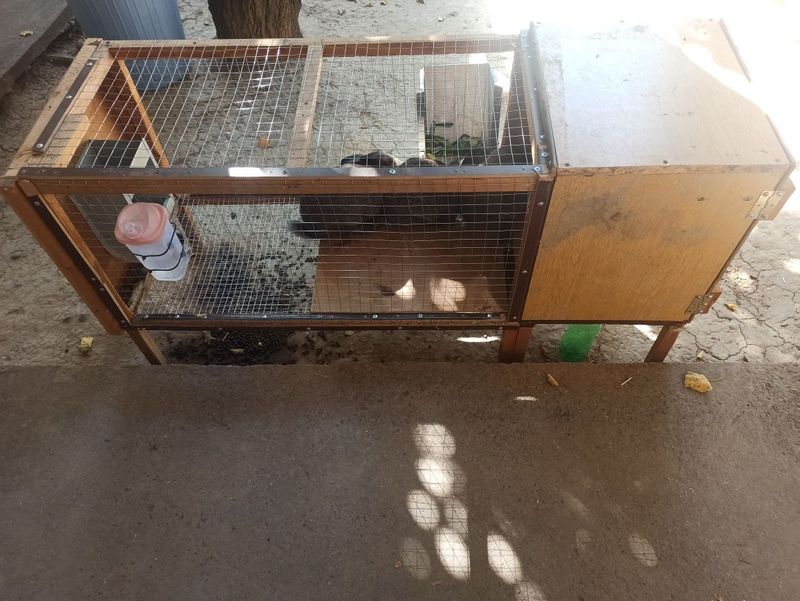 Quyon katak sotiladi