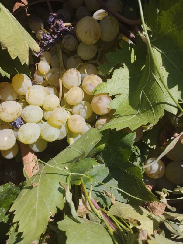 Vino bob uzumlar qora va oq tozza pishgan Vino bob uzumlar qora va oq tozza pishgan