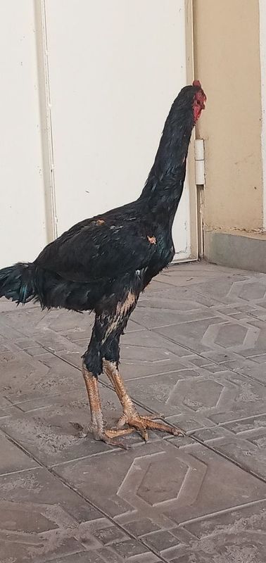 Toza dakan jòja sotiladi Toza dakan jòja sotiladi