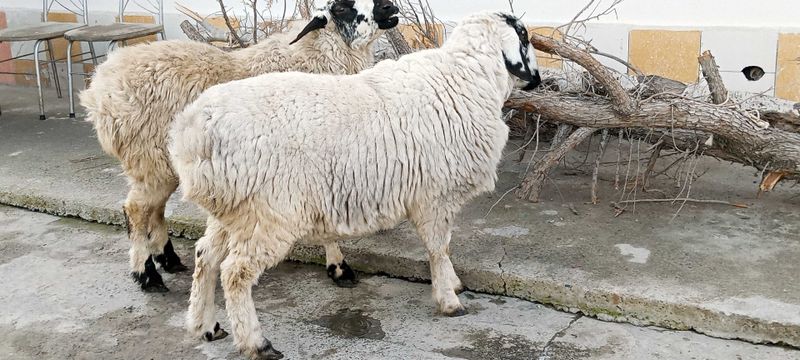 Кора кулок Сифатлик кучкорлар сотилади