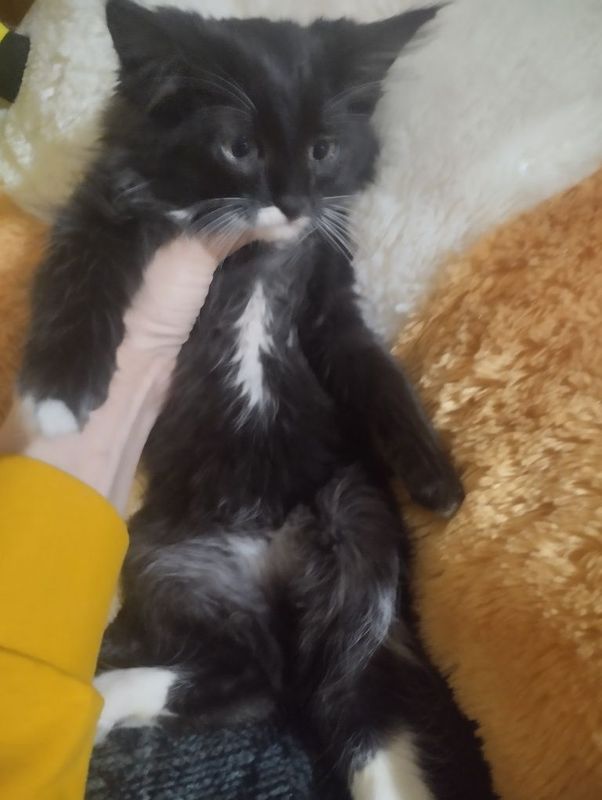 Хадия. Огил бола Уй мушуги Хадия. Огил бола Уй мушуги