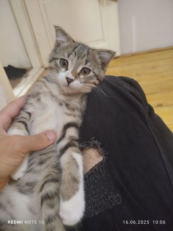 Отдам котика вислоухий