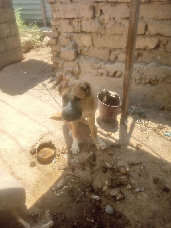 Kuchuk alabay goʻsh bilan boqiladi Kuchuk alabay goʻsh bilan boqiladi