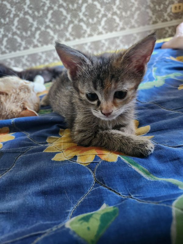 Отдам котят в добрые руки Отдам котят в добрые руки