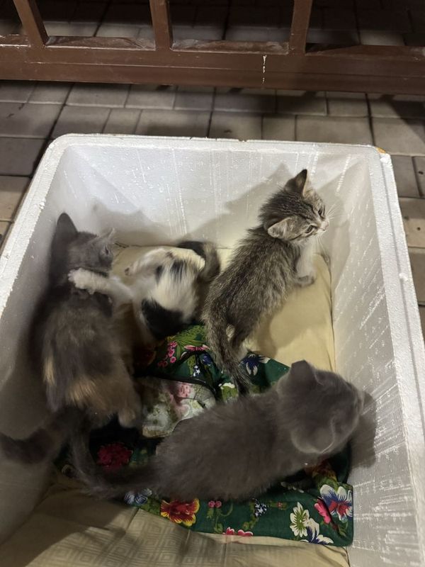 Котята обычные домашные 4 шт Котята обычные домашные 4 шт