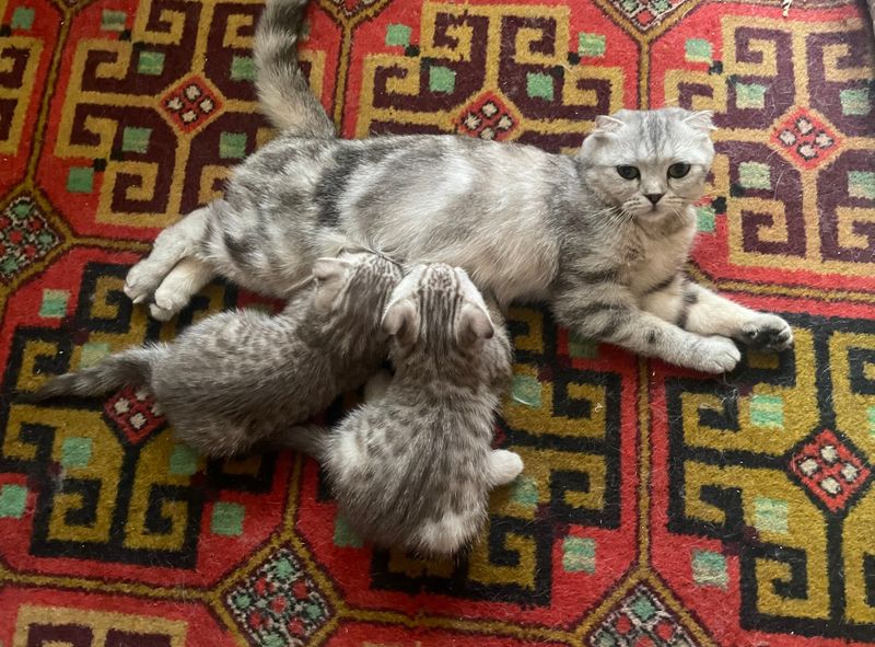 Шотландские вислоухие котята