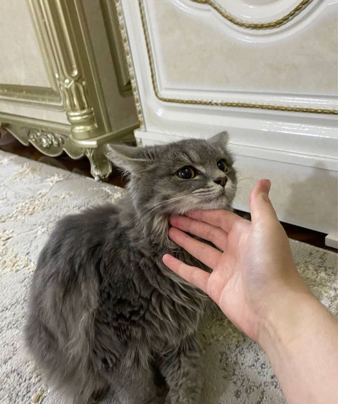 Mushuk кошка sotiladi Mushuk кошка sotiladi