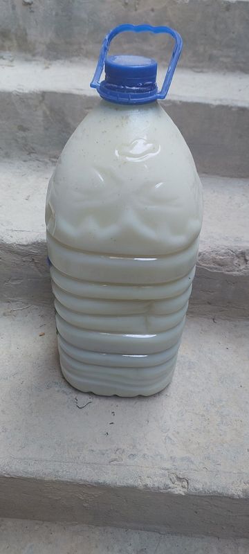 Yog' bor 150 kg dan ortiq