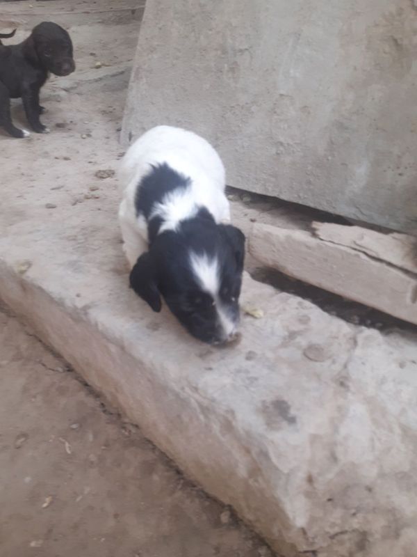 1 oylik erkaki qiziham bor 1 oylik erkaki qiziham bor