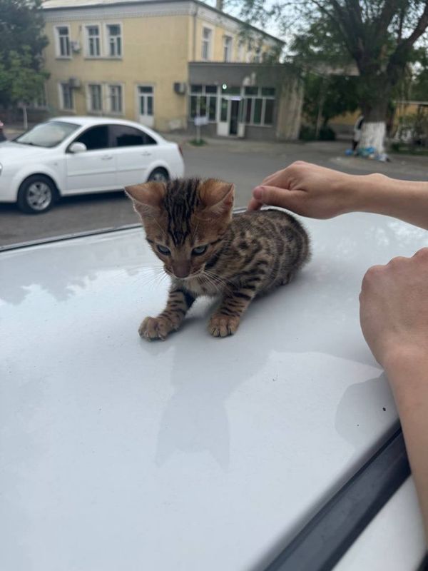 Bengal tozza qon Bengal tozza qon