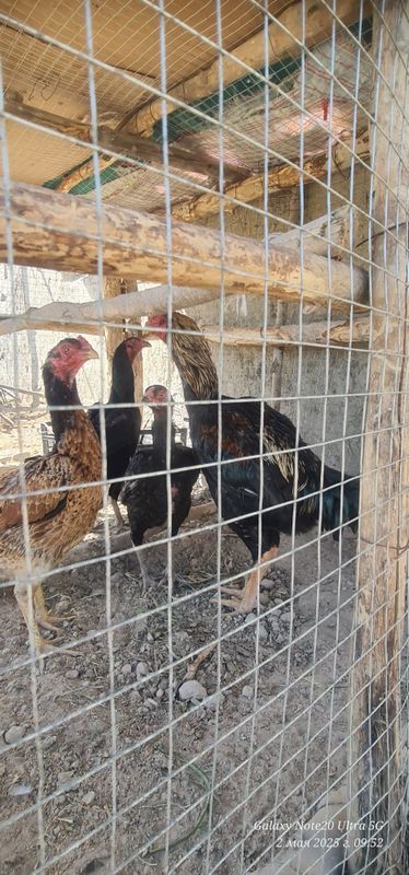 Продам петуха!!! Продам петуха!!!